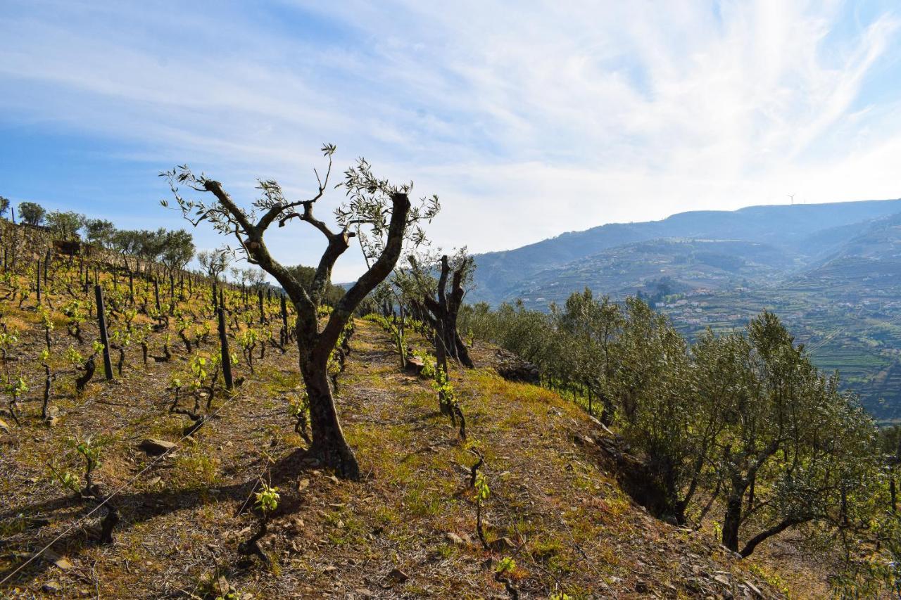 Quinta Dos Padrinhos - Suites In The Heart Of The Douro Ламего Екстериор снимка