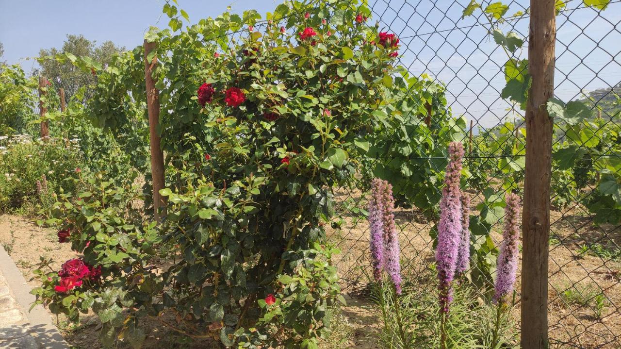 Quinta Dos Padrinhos - Suites In The Heart Of The Douro Ламего Екстериор снимка
