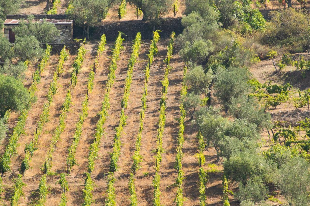 Quinta Dos Padrinhos - Suites In The Heart Of The Douro Ламего Екстериор снимка